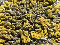 (R) Výřez, f/4.0, 1/320 s, ISO: 80, Ohnisková vzdálenost: 5.00 mm | (c) Petr Koritina (R) Výřez, f/4.0, 1/320 s, ISO: 80, Ohnisková vzdálenost: 5.00 mm