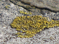 (R) Výřez, f/5.7, 1/400 s, ISO: 80, Ohnisková vzdálenost: 100.00 mm | (c) Petr Koritina (R) Výřez, f/5.7, 1/400 s, ISO: 80, Ohnisková vzdálenost: 100.00 mm