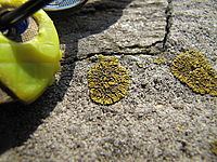 Náhled | (c) Petr Koritina Náhled