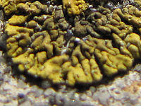 (R) Výřez, f/2.8, 1/1250 s, ISO: 80, Ohnisková vzdálenost: 5.00 mm | (c) Petr Koritina (R) Výřez, f/2.8, 1/1250 s, ISO: 80, Ohnisková vzdálenost: 5.00 mm