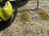 Náhled | (c) Petr Koritina Náhled