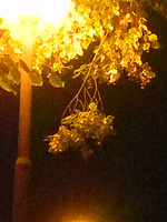 (R) Výřez, f/3.9, 1/7 s, ISO: 800, Ohnisková vzdálenost (EQ35mm): 28 mm 