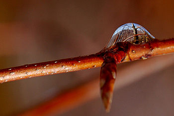 Kapka lesa | (c) Alena Pončová Kapka lesa