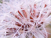 (R) Výřez, f/3.0, 1/60 s, ISO: 100, Ohnisková vzdálenost (EQ35mm): 36 mm 