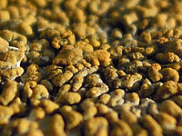 (R) Výřez, f/5.4, 1/250 s, ISO: 100, Ohnisková vzdálenost (EQ35mm): 28 mm 