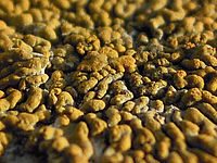 (R) Výřez, f/6.0, 1/250 s, ISO: 100, Ohnisková vzdálenost (EQ35mm): 36 mm 