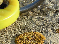 (R) Výřez, f/6.6, 1/250 s, ISO: 100, Ohnisková vzdálenost (EQ35mm): 140 mm 