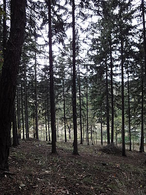 (R) Originál, f/2.4, 1/250 s, ISO: 640, Ohnisková vzdálenost: 4.25 mm  