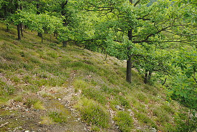 Obrázek č. 17 - Nikon D3000, objektiv AF-S 16-85mm f/3,5-5,6 G VR, čas 1/100s, clona f/6,3, ISO 800
