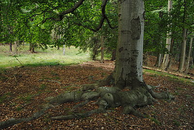Obrázek č. 18 - Nikon D3000, objektiv AF-S 18-200mm f/3,5-5,6 G VR, čas 1/15s, clona f/8, ISO 400, k