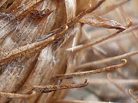 FS62: (R) Výřez, Clona: 2.8, 1/50 s, ISO: 80, Ohnisková vzdálenost (EQ35mm): 33 mm 