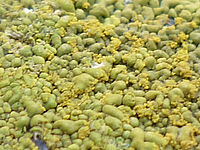 FS62: (R) Výřez, Clona: 2.8, 1/8 s, ISO: 80, Ohnisková vzdálenost (EQ35mm): 33 mm 