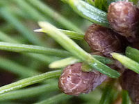 FZ38: (R) Výřez, Clona: 3.2, 1/20 s, ISO: 400, Ohnisková vzdálenost (EQ35mm): 46 mm 