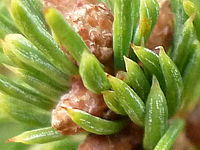 FS62: (R) Výřez, Clona: 2.8, 1/30 s, ISO: 400, Ohnisková vzdálenost (EQ35mm): 33 mm 