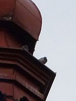 FS62: (R) Výřez, Clona: 5.9, 1/125 s, ISO: 400, Ohnisková vzdálenost (EQ35mm): 132 mm 