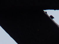 FZ38: (R) Výřez, Clona: 4.4, 1/50 s, ISO: 80, Ohnisková vzdálenost (EQ35mm): 486 mm 