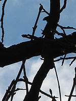 (R) Výřez, Clona: 4.5, 1/2000 s, ISO: 100, Ohnisková vzdálenost (EQ35mm): 138 mm 