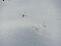 Náhled, režim Smart Auto vybral "WHITE"