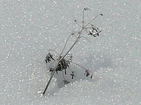 (R) Výřez, f/9.5, 1/250 s, ISO: 80,Ohnisková vzdálenost (EQ35mm): 113 mm 