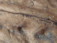 (R) Výřez, f/3.6, 1/45 s, ISO: 240,Ohnisková vzdálenost (EQ35mm): 35 mm 