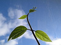 Makro, f/7.30 mm, Clona: 10, 1/200, ISO: 100
