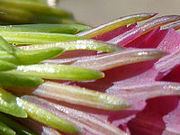 (R) Výřezy, 1/400 s, f/4.0, ISO: 80, Ohnisková vzdálenost (EQ35mm): 27 mm 