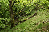 Obrázek č. 14 - Canon EOS 550D + EF 18-55mm f/3,5-5,6 IS, citlivost ISO 800, čas 1/40s a clona f/11