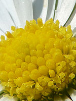 Výřez (R), F5.6; 1/500 s; ISO: 80, Ohnisková vzdálenost (EQ35mm): 25 mm 