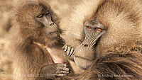 Vybírání hmyzíku II, Dželada (Theropithecus gelada), pohoří Simien, Etiopie | (c) Andrej Macenauer Vybírání hmyzíku II, Dželada (Theropithecus gelada), pohoří Simien, Etiopie