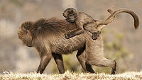 Mládě na koníku, Dželada (Theropithecus gelada), pohoří Simien, Etiopie | (c) Andrej Macenauer Mládě na koníku, Dželada (Theropithecus gelada), pohoří Simien, Etiopie