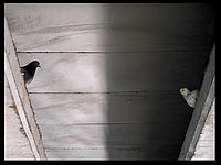 Jinjang | (c) Štěpán Jindra Jinjang