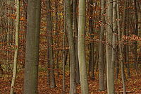 Obrázek č. 22 - EOS 60D + EF-S 17-85mm f/3,5-5,6 IS USM, citlivost ISO 1600, čas 1/125s a clona f/8 