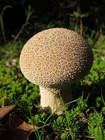 Canon PowerShot S95, F4.0; 1/250 s; ISO: 80, Ohnisková vzdálenost: 6.00 mm | Petr Koritina Canon PowerShot S95, F4.0; 1/250 s; ISO: 80, Ohnisková vzdálenost: 6.00 mm