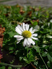 Panasonic DMC-LX5, F4.0; 1/4000 s; ISO: 250, Ohnisková vzdálenost: 5.10 mm | Petr Koritina Panasonic DMC-LX5, F4.0; 1/4000 s; ISO: 250, Ohnisková vzdálenost: 5.10 mm