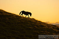 Islandský kůň | © Kamil Varga Islandský kůň