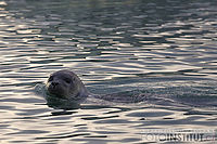 Laguna Jokulsárlón | © Helena Macenauerová Laguna Jokulsárlón