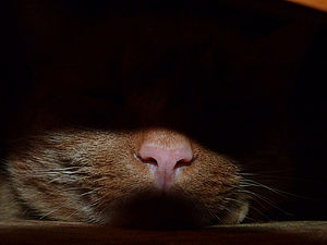 Bdění | (c) Aleš Rydval Bdění