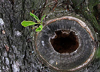 Odolává | (c) Dana Smržová Odolává