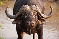 Motswari