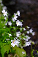 Náhled, F5.6; 1/58 s; ISO: 200 | (c) Petr Koriitna Náhled, F5.6; 1/58 s; ISO: 200