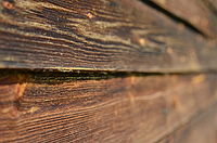 Obrázek č. 18 - Nikon D5100 + AF-S 50mm f/1,8 G, čas 1/4000s, clona f/8, ISO 1600