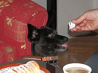 Detekce psů a koček