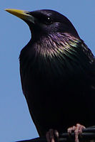 Výřez (R), F6.3; 1/1000 s; ISO: 160, Ohnisková vzdálenost (EQ35mm): 600 mm | (c) Petr Koritina Výřez (R), F6.3; 1/1000 s; ISO: 160, Ohnisková vzdálenost (EQ35mm): 600 mm