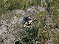 Náhled, F7.1; 1/640 s; ISO: 160, Ohnisková vzdálenost (EQ35mm): 280 mm; 14 - 140 mm | (c) Petr Koritina Náhled, F7.1; 1/640 s; ISO: 160, Ohnisková vzdálenost (EQ35mm): 280 mm; 14 - 140 mm