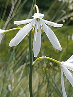 Výřez (R), F8.0; 1/400 s; ISO: 160, Ohnisková vzdálenost (EQ35mm): 30 mm | (c) Petr Koritina Výřez (R), F8.0; 1/400 s; ISO: 160, Ohnisková vzdálenost (EQ35mm): 30 mm