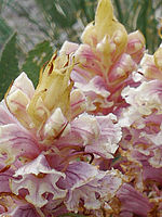 Výřez (R), F6.3; 1/250 s; ISO: 160, Ohnisková vzdálenost (EQ35mm): 28 mm | (c) Petr Koritina Výřez (R), F6.3; 1/250 s; ISO: 160, Ohnisková vzdálenost (EQ35mm): 28 mm