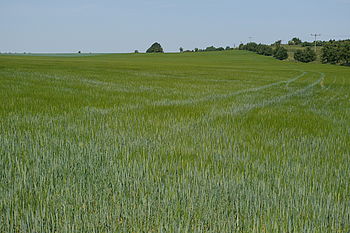 Originál (R), F5.6; 1/1000 s; ISO: 160, Ohnisková vzdálenost (EQ35mm): 50 mm; 14 - 140 mm | (c) Petr Koritina Originál (R), F5.6; 1/1000 s; ISO: 160, Ohnisková vzdálenost (EQ35mm): 50 mm; 14 - 140 mm
