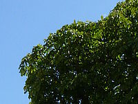 DMC-FT3, Výřez (R), F3.3; 1/800 s; ISO: 100, Ohnisková vzdálenost (EQ35mm): 28 mm 