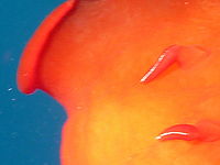 DMC-FT3, Výřez (R), F3.4; 1/160 s; ISO: 100, Ohnisková vzdálenost (EQ35mm): 29 mm 