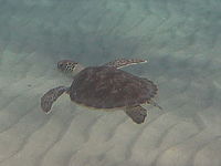 DMC-FT3, Výřez (R), F3.4; 1/250 s; ISO: 100, Ohnisková vzdálenost (EQ35mm): 29 mm 